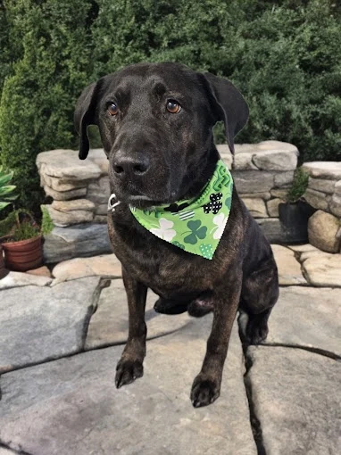 A brindle Lab mix in a green shamrock bandana sitting on a stone patio.
