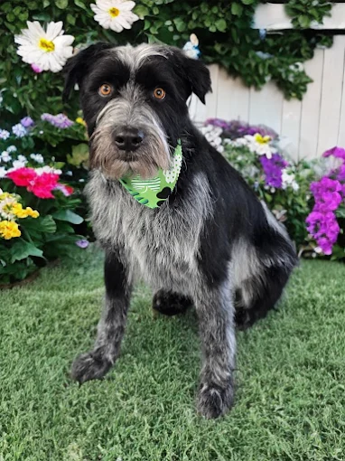 A black and grey wire-haired dog in a green bandana sitting on a lawn in front of flowers.