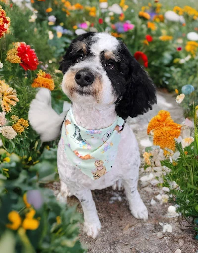 A black and white doodle with a fresh cut and a printed bandana sitting in a flower garden.