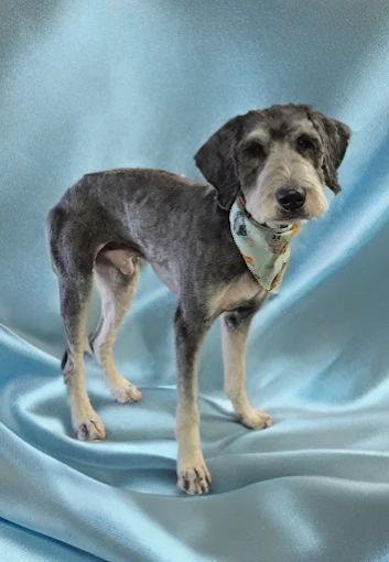 A grey poodle mix with a short trim and a patterned bandana standing on blue satin.