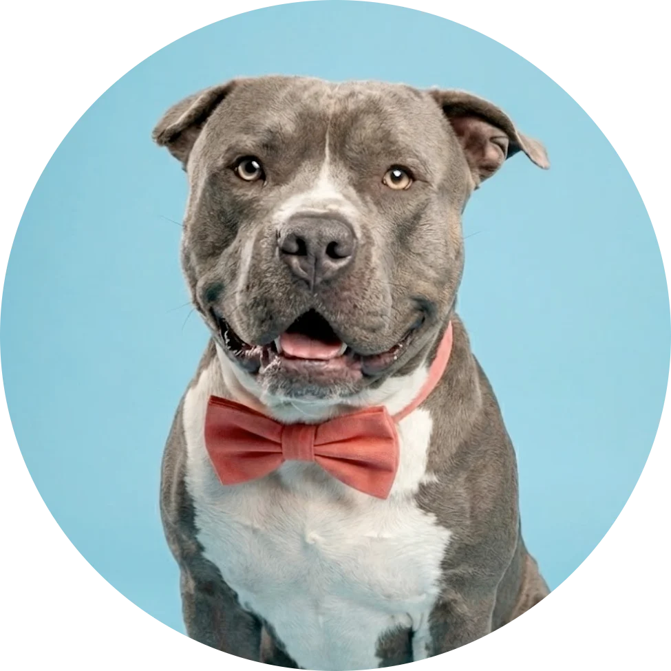 A grey pit bull in a coral bow tie, smiling against a sky-blue backdrop.