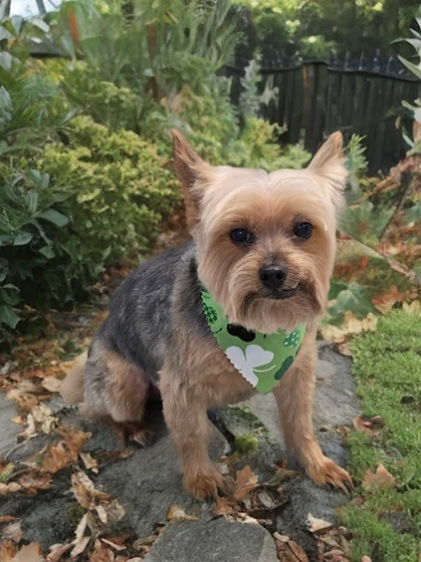 A freshly trimmed Yorkshire terrier in a green bandana sitting in autumn leaves.
